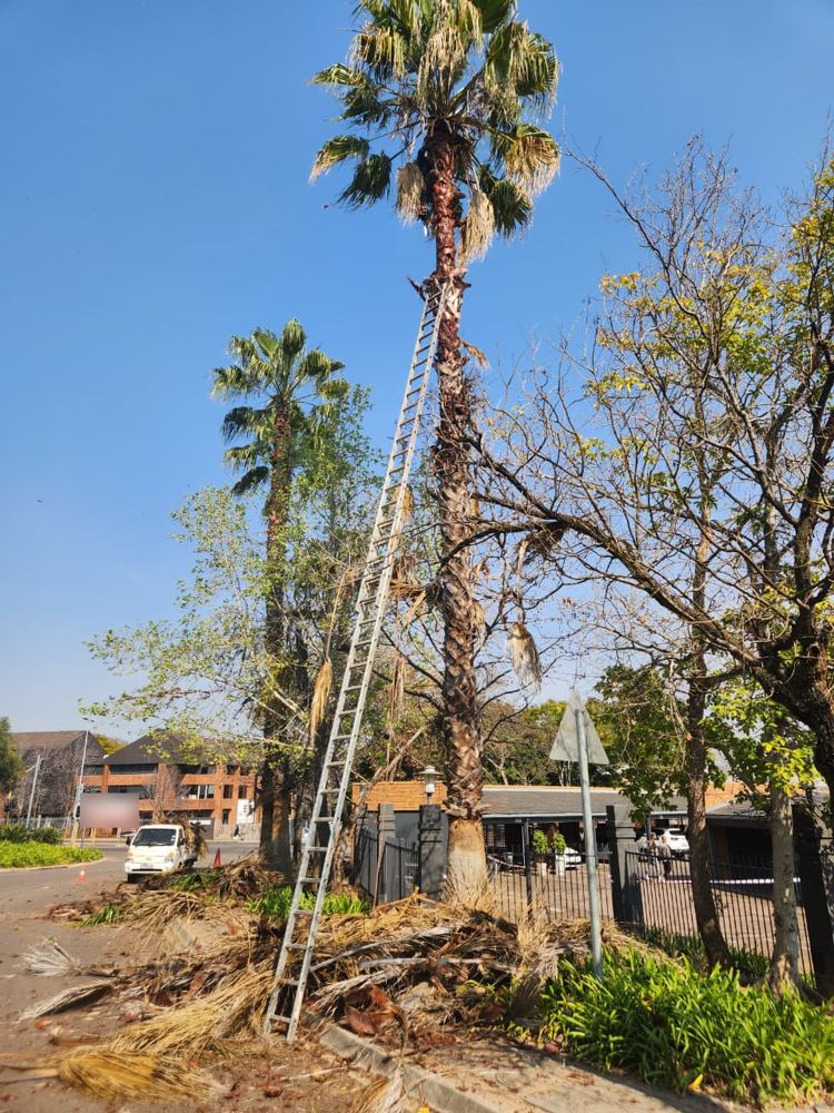 Tall palms cleaned: dead fronds cut and piled for removal